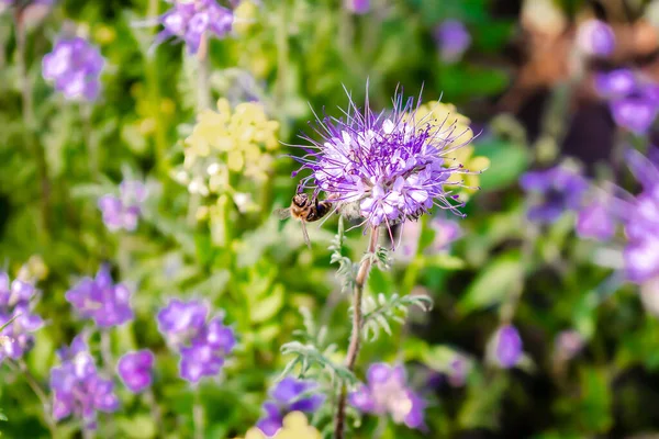 Close up of small bee bumblebee on purple blooming flower plant in meadow field. macro nature banner in summer in spring of honeybee with copy space. wildlife postcard background.