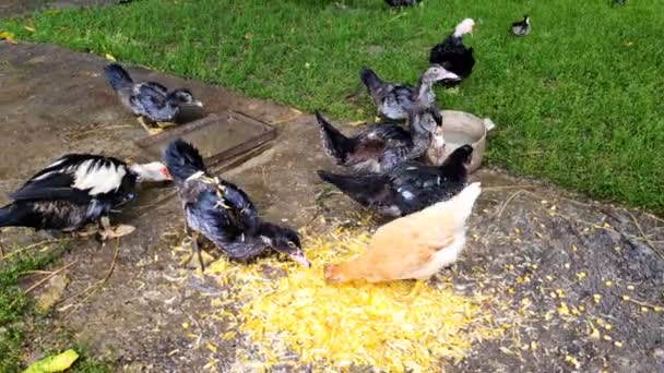 Κοτόπουλα Πάπιες Χήνα Που Τρώνε Στο Αγροτικό Χωράφι Κοτόπουλα Μαζεύονται — Αρχείο Βίντεο