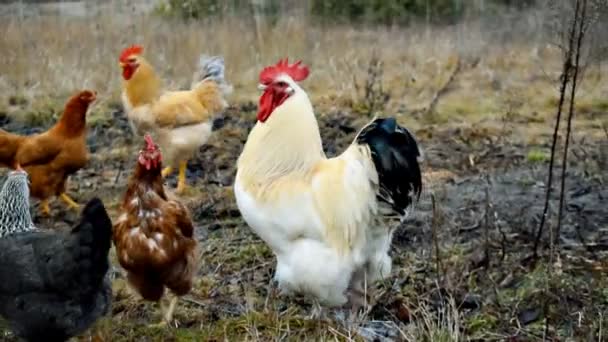 Pollos Alimentándose Gallo Agitando Alas Corral Rural Hierba Gallinas Patio — Vídeos de Stock