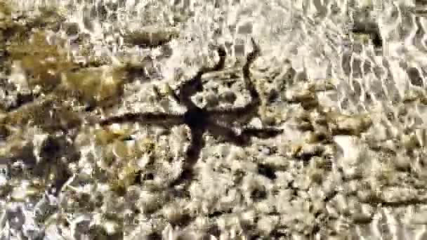 Colorful Brown Exotic Tropical Egypt Starfish Swimming Moving Sandy Seabed — Stockvideo