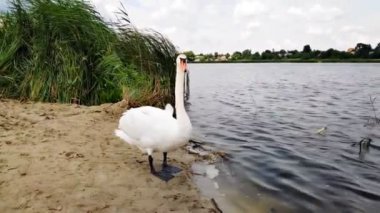White beautiful elegant gorgeous swan bird walking on sand beach, shore, coast swimming on lake, river, water in summer rural countryside nature landscape.