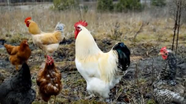 Chickens Feeding Rooster Waving Wings Rural Barnyard Grass Hens Backyard — Stock Video