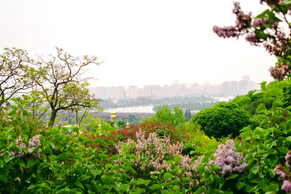 Beautiful Colorful Green Botanical Landscape Design Garden Park Bushes Lilac — Stockfoto