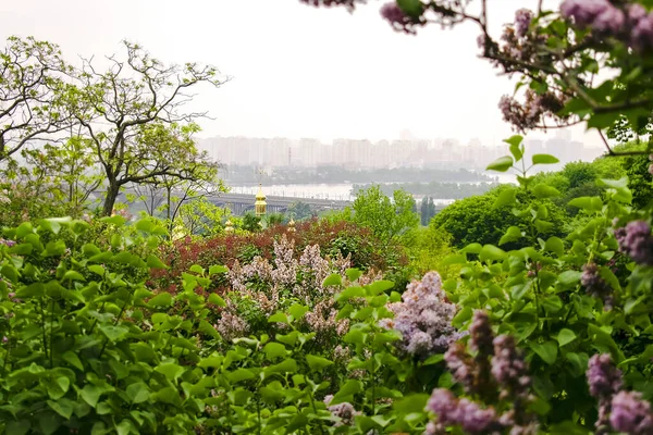 Beautiful colorful green botanical landscape design in garden, park with bushes,lilac flowers against Dnieper river, Kiev city,Ukraine aerial panoramic view. Scenic summer gardening nature background.