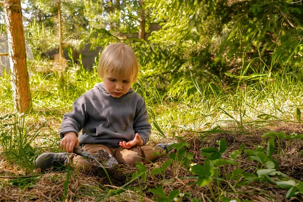 Çilek tohumu eken tatlı çocuk, organik bahçede toprak, orman. Tarım, tarım, ekoloji, çevre dostu, tarım, yaz konseptinde komik çocukluk..