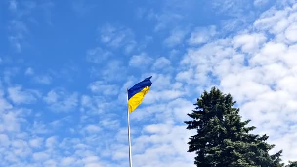 Український Національний Синій Жовтий Кольори Прапор Розмахує Вітром Проти Синього — стокове відео