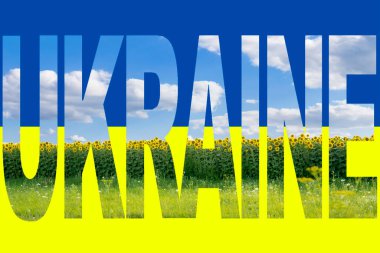 Yazın güneşli bir günde güzel ayçiçekleri tarlası. Zengin hasat, tarım kavramı. Sarı çiçek açan çayır, Ukrayna bayrağı olarak mavi gökyüzü. Petrol üretimi için olgun bitkiler..