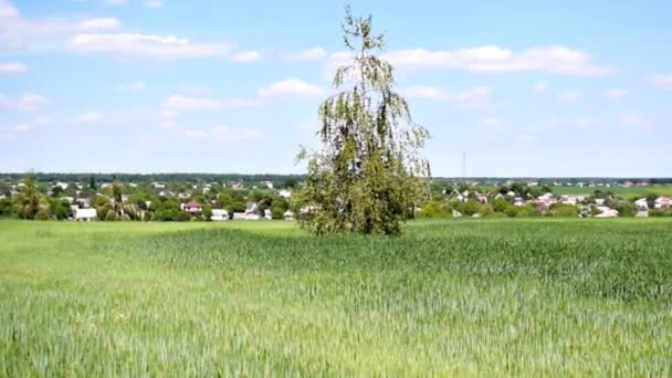 Aerial View Countryside Old Ukrainian Village Surrounded Agricultural Field Green — Stock Video