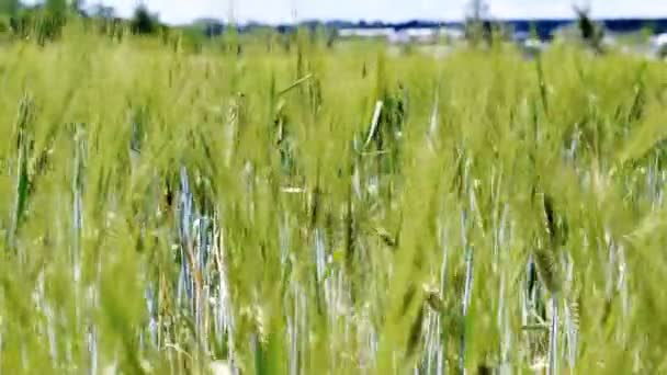 Ears Wheat Weaving Moving Wind Countryside Agricultural Field Green Grass — Vídeos de Stock
