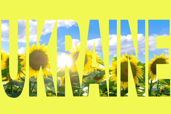 Поле Красивих Соняшників Літній Сонячний День Багатий Урожай Концепція Сільського — стокове фото