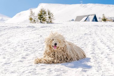 Hungarian white purebred puli breed dog,shepherd dog with dreadlock outdoor lying on snow at winter in the Carpathian mountains, Ukraine, Europe. clipart