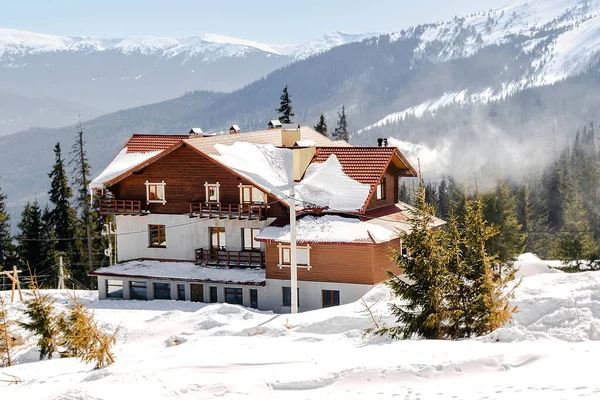 Green high spruce pine trees and vintage old retro wooden village rural house covered in snow in winter forest in mountains,nature. Calm countryside. Home residence in coniferous trees.Eco concept.