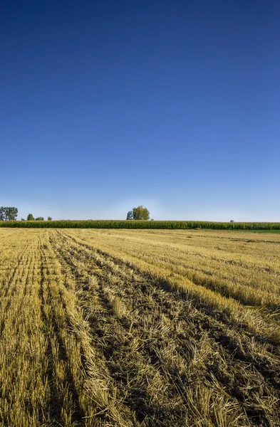 Gemaaide veld in lagunilla de la vega, palencia, Spanje — Stockfoto