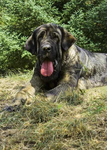 Mastin leones, ras van de hond van leon, Spanje — Stockfoto