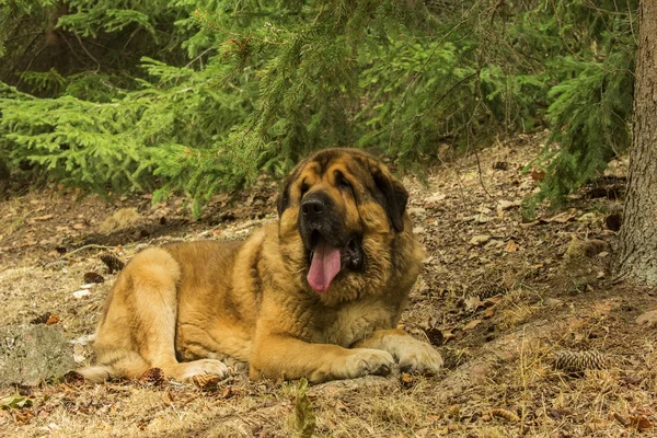 Mastin Leones, breed of dog of Leon, Spain — Stock Photo, Image