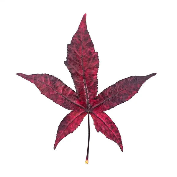 Red Liquidambar leaf as an autumn symbol isolated in white backg — Stock Photo, Image