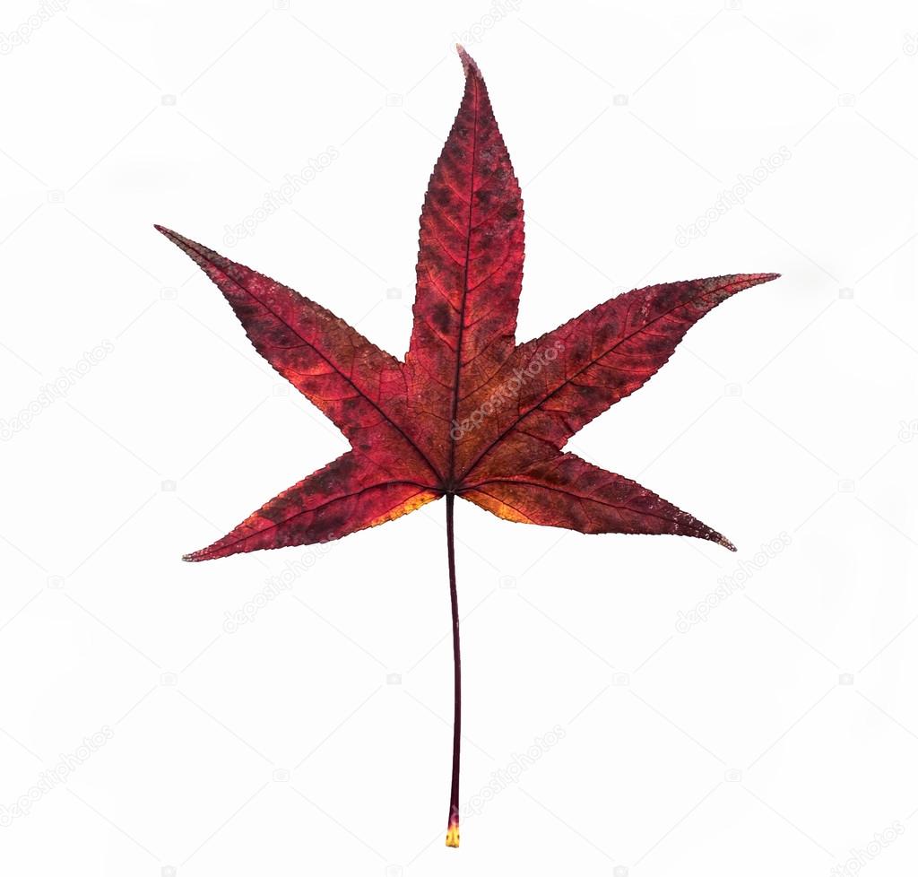 Roter amerikanischer Amberbaum Blatt als Symbol als eine Saison Herbst