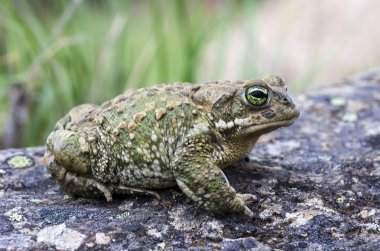Natterjack Toad (Epidalea calamita) clipart
