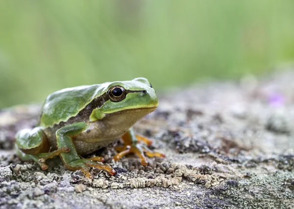 Зеленого дерева жаба (Hyla Arborea) — стокове фото