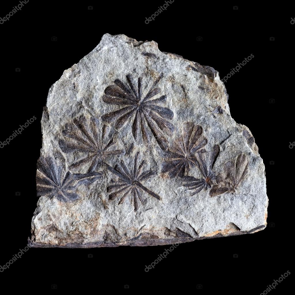 A group of fossilized flowers, isolated on a black background Stock