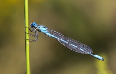 Mavi yusufçuk, ortak mavi kızböcekleri (enallagma cyathigerum