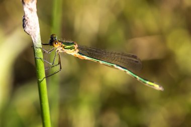 Küçük Emerald kızböcekleri veya küçük Spreadwing (Lestes virens)