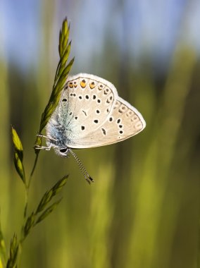Ortak mavi (Polyommatus icarus) bir kök üzerinde