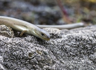 Western Three-Toed Skink (Chalcides striatus)