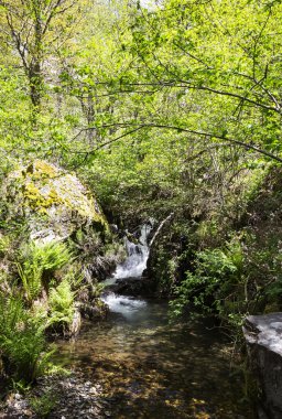 noceda del bierzo, leon, İspanya ormandaki nehir