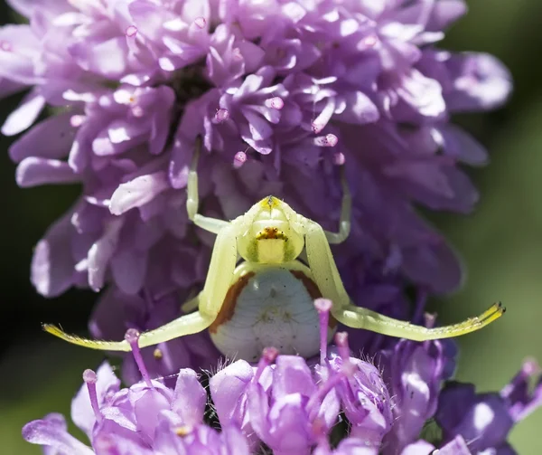 De guldenroede krab spin (Misumena vatia) op een bloem — Stockfoto