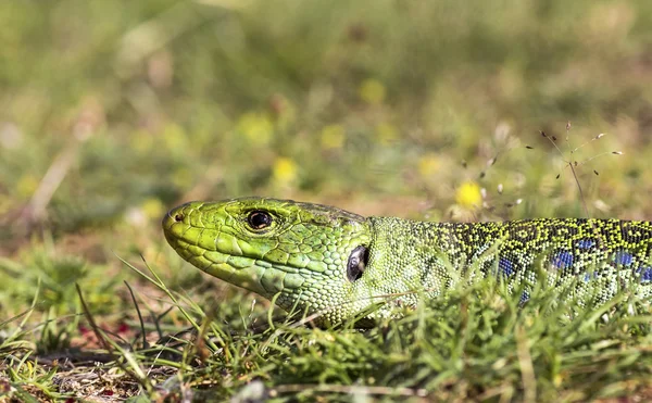 The Ocellated Lizard (Timon lepidus) — Stock Photo, Image