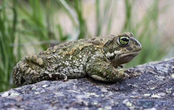 Natterjack Toad (Epidalea calamita) — Stock Photo, Image