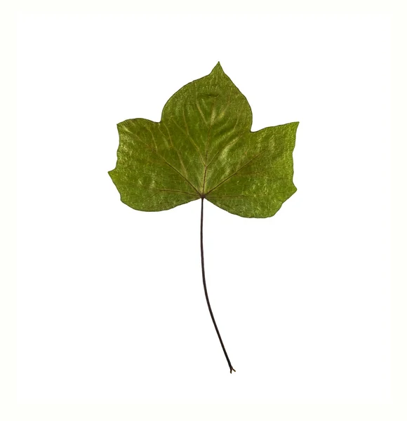 Green leaf of Ivy (Hedera sp) isolated on a white background — Stock Photo, Image