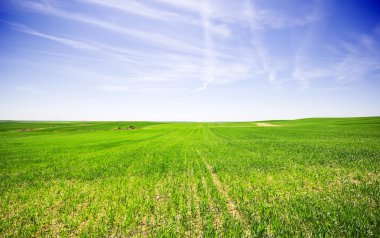 Green field and bright blue sky  clipart