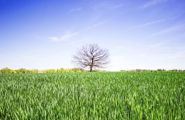 Groen veld, een boom en de heldere blauwe hemel — Stockfoto