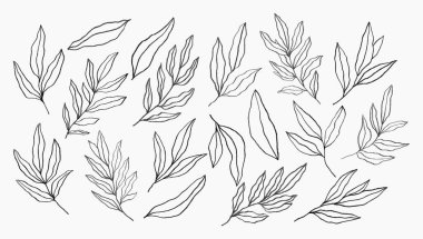 Çizim tarzında el çizimi yapraklar. Logo, tebrik kartları, davetiyeler ve diğer şeyler için çiçek tasarımı ögeleri.