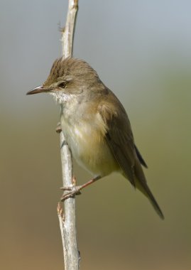 Kuş türü arundinaceus