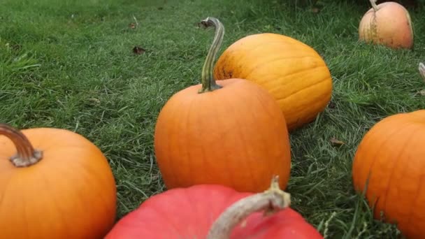 Calabazas de Halloween se encuentran en la hierba verde — Vídeos de Stock