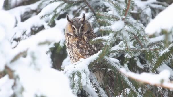 Uggla sitter på en gran träd på en snöig dag — Stockvideo