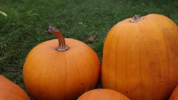 Calabazas se encuentran en la hierba verde — Vídeo de stock