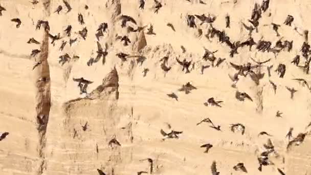 数以百计的鸟儿在空中飞来飞去 — 图库视频影像