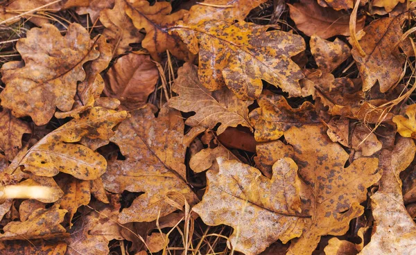 Jesienne liście spadły na ziemię — Zdjęcie stockowe
