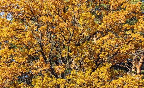 Eiche mit vergilbten Blättern an einem sonnigen Tag — Stockfoto