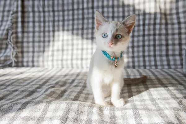Λευκό γατάκι με μπλε μάτια στον καναπέ — Φωτογραφία Αρχείου