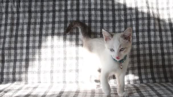 Krásné koťátko kráčí po posteli na slunci — Stock video
