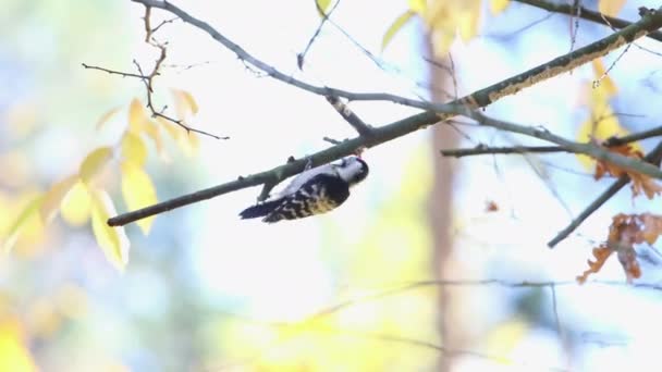 Pica-pau na floresta de outono — Vídeo de Stock