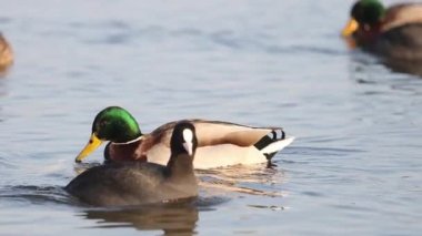 Güzel vahşi ördek nehirde yüzer