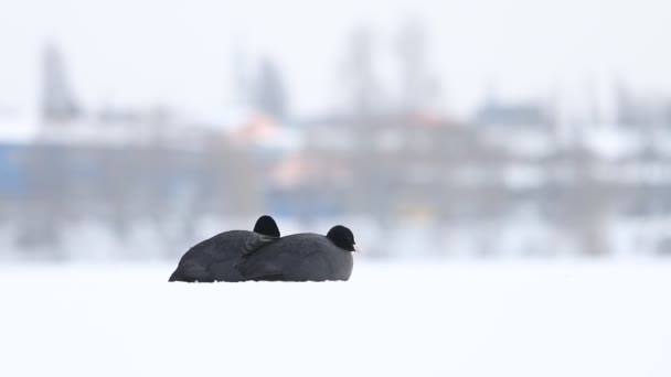 Pareja de pájaros sentados entre el páramo nevado — Vídeos de Stock