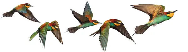 Aves coloridas do paraíso em voo isolado em branco — Fotografia de Stock