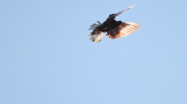 Mavi gökyüzünde kanat çırpan güvercinler uçar.